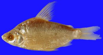 Media type: image; Ichthyology 20198